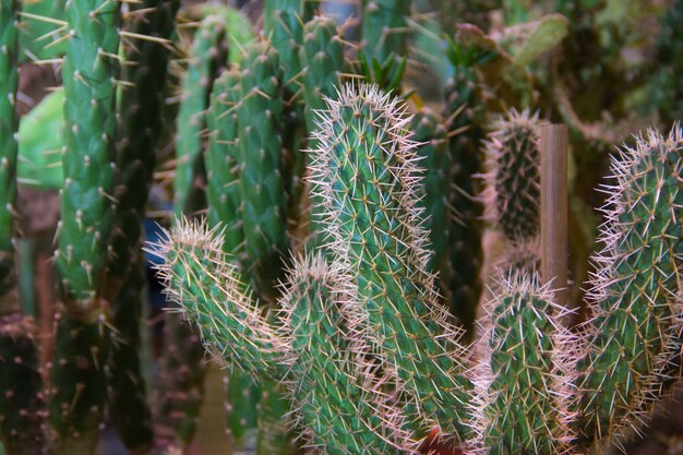 Molti piccoli cactus rotondi nel terreno, famiglia. Molti cactus