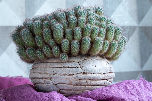 Molti piccoli cactus verdi che crescono densamente in una pentola di terracotta. Il concetto di sovrappopolazione, mancanza di spazio personale, affollamento, stretta parentela. solidarieta.