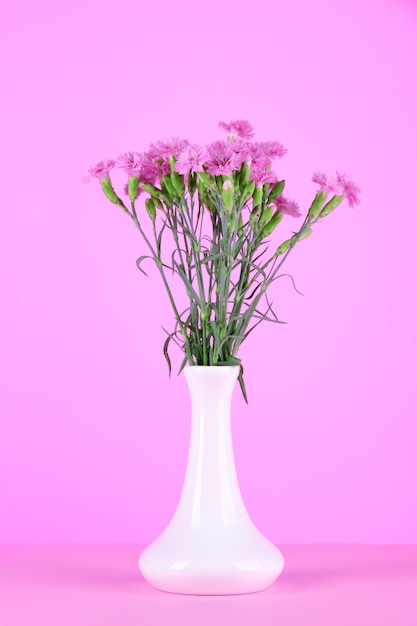 Molti piccoli chiodi di garofano rosa in vaso su sfondo rosa