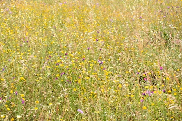 Molti piccoli fiori di prato gialli su uno sfondo di foglie verdi