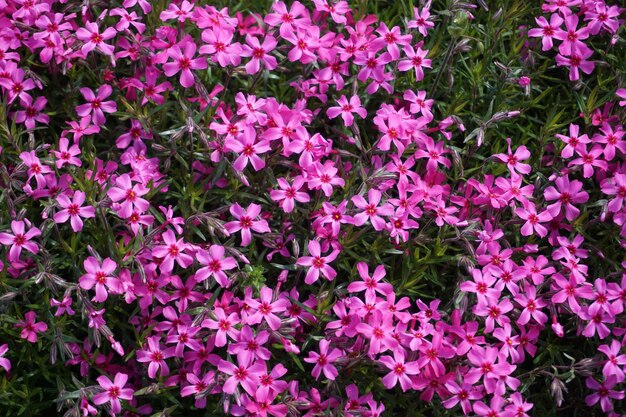 Molti piccoli fiori di verbena rosa