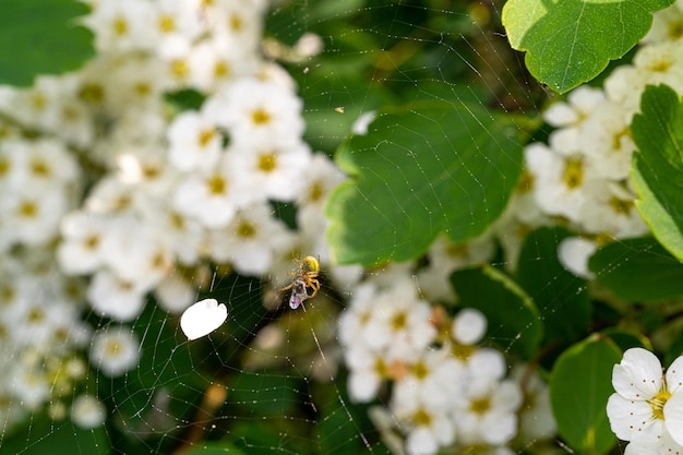 Molti piccoli fiori Primo piano Fiore bianco Foto macro Fiori dettagliati Pistilli e stami