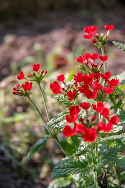 Molti piccoli fiori rossi su steli verdi in una giornata di sole. Le gemme sono aperte. Lo sfondo è sfocato. Messa a fuoco selettiva. Cornice verticale.