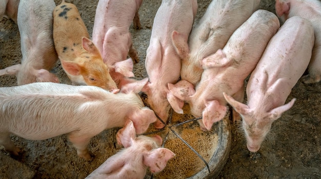 Molti piccoli maialini stanno combattendo per il cibo in una vista dall'alto di un allevamento di maiali rurale