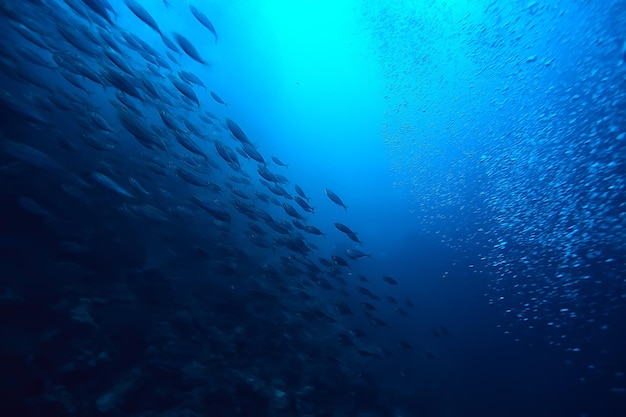 molti piccoli pesci nel mare sotto l'acqua / colonia di pesci, pesca, scena della fauna selvatica dell'oceano