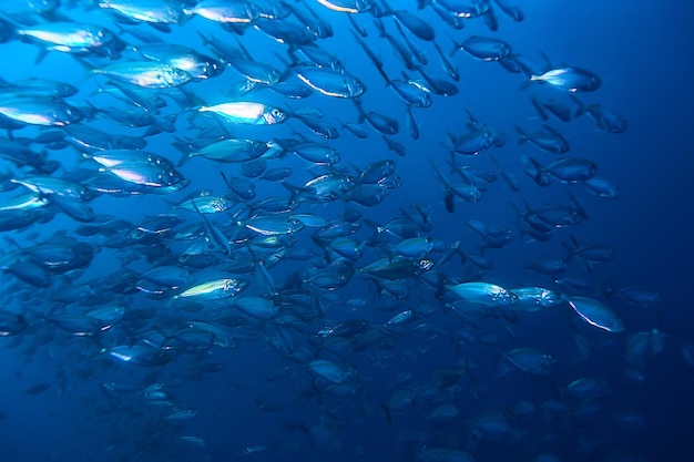 molti piccoli pesci nel mare sotto l'acqua / colonia di pesci, pesca, scena della fauna selvatica dell'oceano