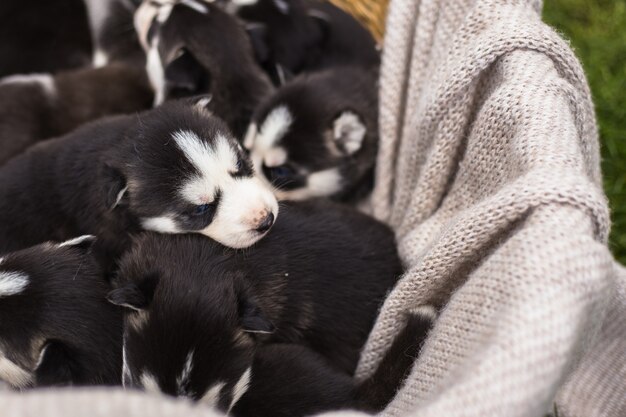 Molti piccoli Puppy husky