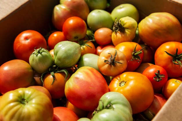 Molti pomodori acerbi arancioni e verdi in una scatola di cartone in una giornata di sole. Avvicinamento. Nuovo raccolto. Vitamine e cibo sano dalla bocca della natura.