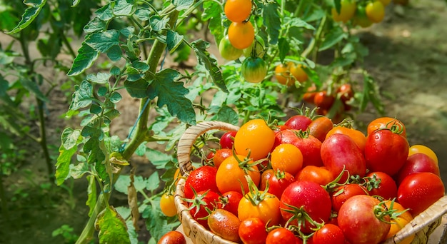 Molti pomodori nel giardino, raccolto. Messa a fuoco selettiva.