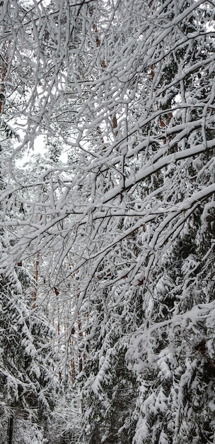 Molti ramoscelli sottili ricoperti di soffice neve bianca Bella foresta invernale innevata