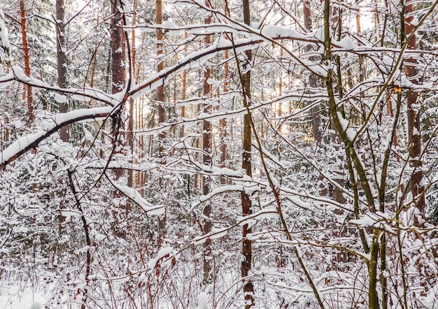 Molti ramoscelli sottili ricoperti di soffice neve bianca bellissima foresta innevata invernale