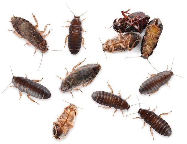 Molti scarafaggi su sfondo bianco vista dall'alto Controllo dei parassiti
