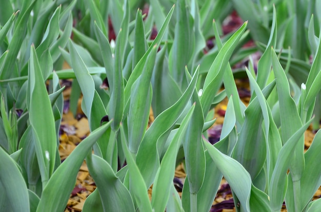 Molti steli verdi di tulipani rossi crescono in un'aiuola