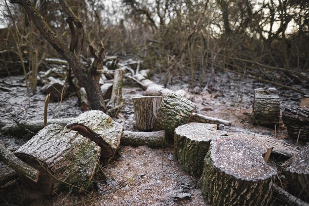 Molti tagliano gli alberi nella foresta per la legna da ardere