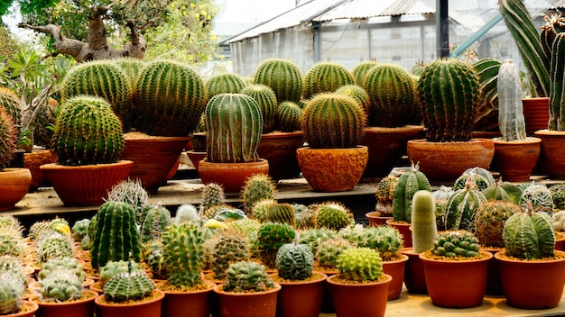 Molti tipi di piante di cactus All&#39;interno della scuola materna