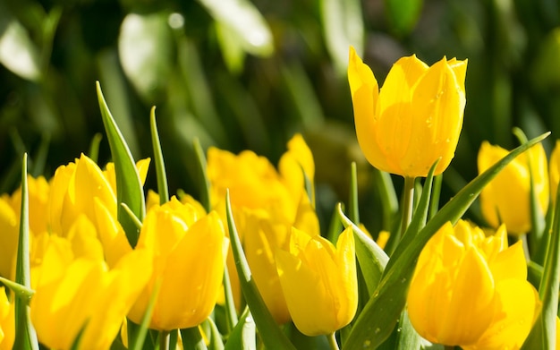 Molti tulipani gialli luminosi nel parco