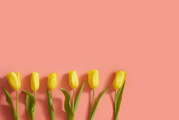 molti tulipani gialli rosa sfondo gratuito per banner di testo creativo con fiori