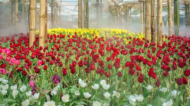 Molti tulipani nell'aiuola in un parco in Thailandia in diversi colori