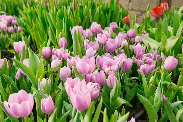 molti tulipani rosa in una serra