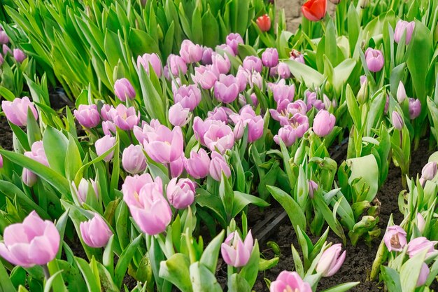 molti tulipani rosa in una serra