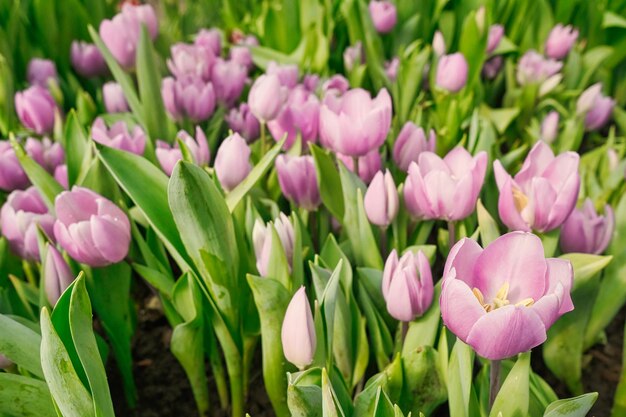 molti tulipani rosa in una serra