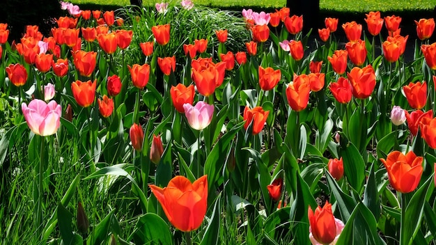 Molti tulipani rossi e rosa ondeggiano al vento in uno spazio aperto nel parco