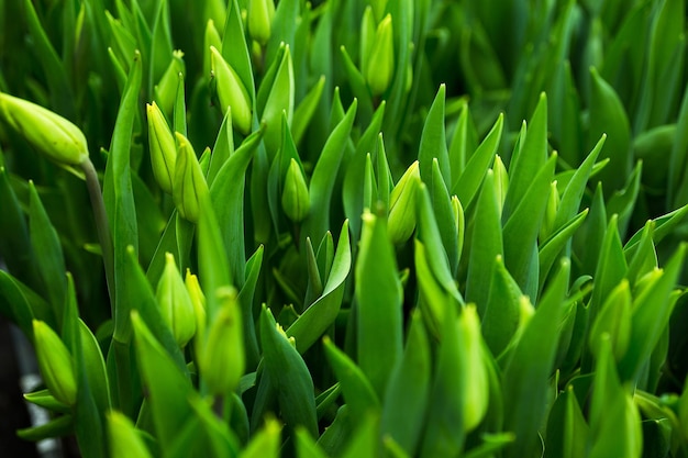 Molti tulipani verdi non soffiati nella serra in primavera