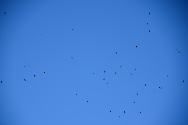 Molti uccelli e cielo blu