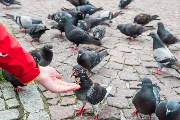 Molti uccelli piccioni che si nutrono dalla mano di una donna su una piazza della città