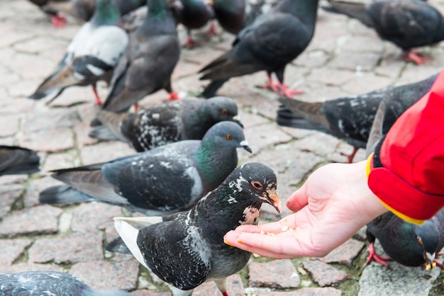 Molti uccelli piccioni che si nutrono dalla mano di una donna su una piazza della città