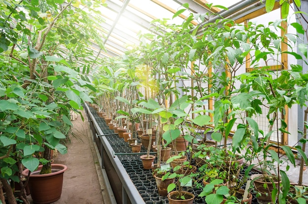 Molti vasi con piante tropicali nella serra.