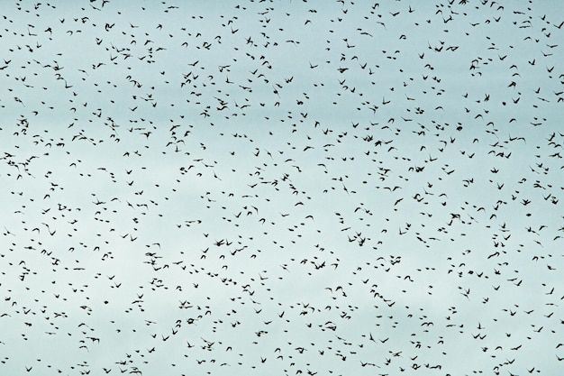 Moltitudine di uccelli che volano nel cielo