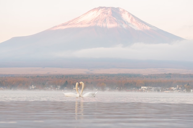 Molto bella coppia bianca Swan sentirsi romantici e ama il Lago Yamanaka con il Monte. Backgroun di Fuji