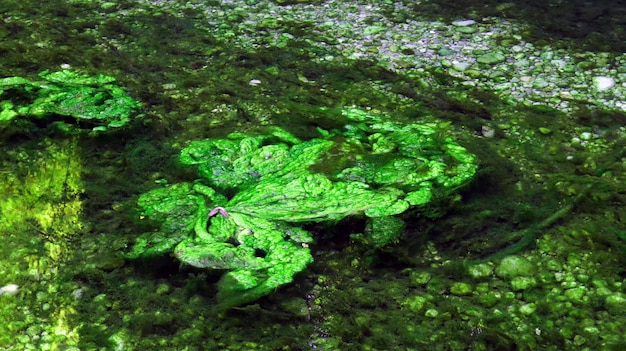 Molto fango verde brillante sulla superficie dell'acqua, un grande gruppo di alghe verdi