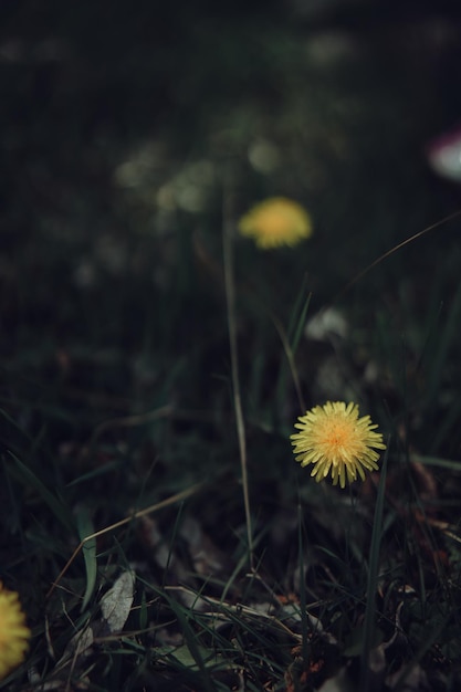 Momenti fugaci Apprezzare la bellezza dei fiori che sbocciano