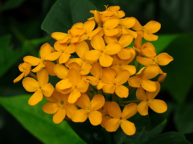 Momenti fugaci Apprezzare la bellezza dei fiori che sbocciano