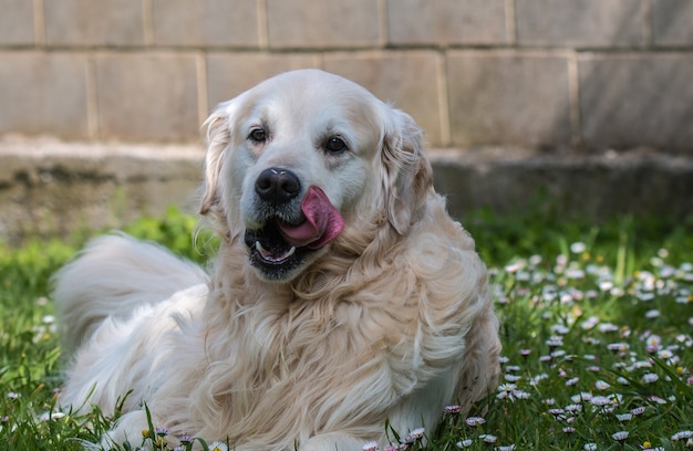 Momenti incantevoli del mio amato cane di nome Prince