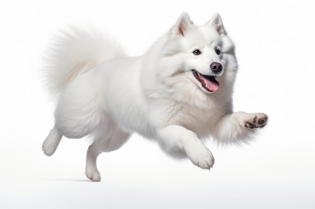 Momento di salto del cane samoiede su sfondo bianco