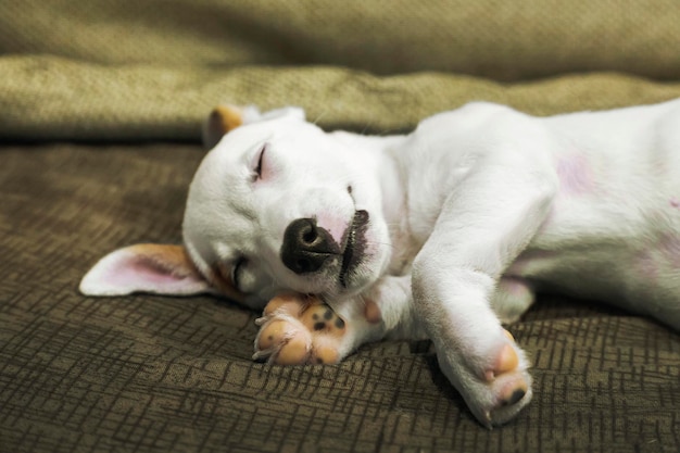 Momento felice del cucciolo di Jack Russel in buoni dram, concetto di amante degli animali domestici