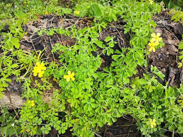 Momordica charantia fiori gialli che crescono intorno al prato selvaggio cespuglioso