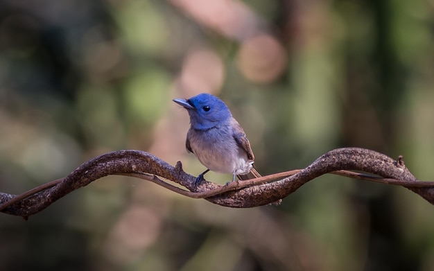 Monarca Blacknaped sul ramo di un albero nella foresta