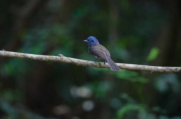 Monarca dalla nuca nera in natura