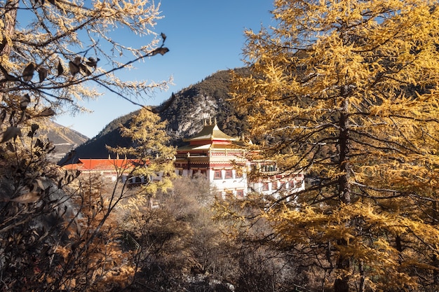 Monastero di Chong Gu che splende nella foresta di pino di autunno alla riserva naturale di Yading