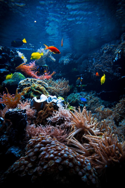 Mondo marino subacqueo Pesci tropicali colorati La vita nell'ecosistema della barriera corallina