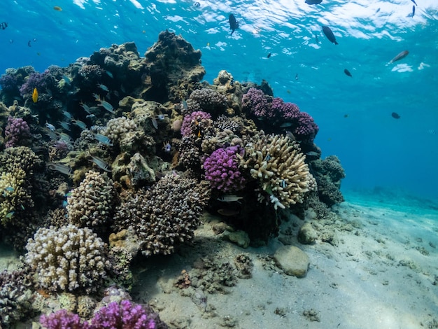 Mondo sottomarino Coralli colorati con pesci esotici in Mar Rosso