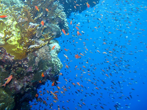 Mondo sottomarino del Mar Rosso