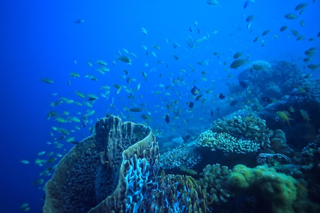 mondo sottomarino / deserto del mare blu, oceano mondiale, incredibile subacqueo