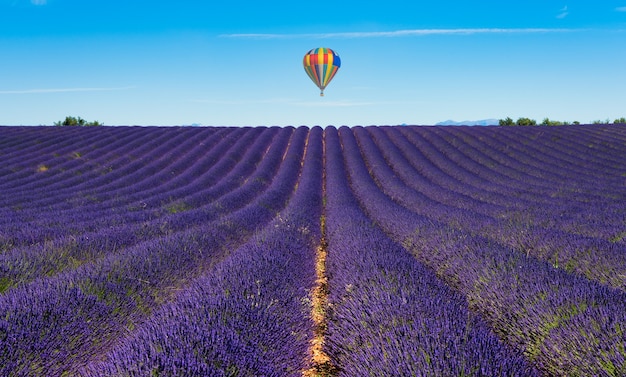 Mongolfiera che sorvola i campi di lavanda di Valensole in Francia