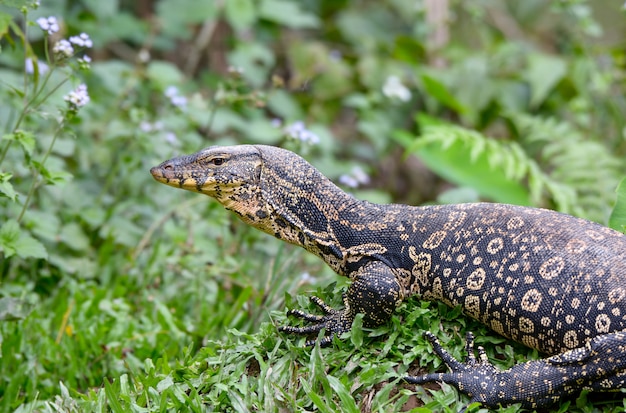 Monitor per l&#39;acqua, Varanus salvator