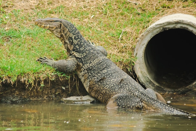 Monitoraggio dell'acqua; Varanus salvator) è un grande rettile. Vivere vicino all'acqua